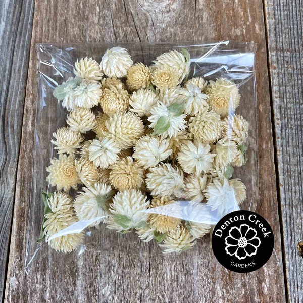 Dried Cream/White Globe Amaranth/Gomphrena Blossoms 50 count - Great for Crafts, Decor & Weddings