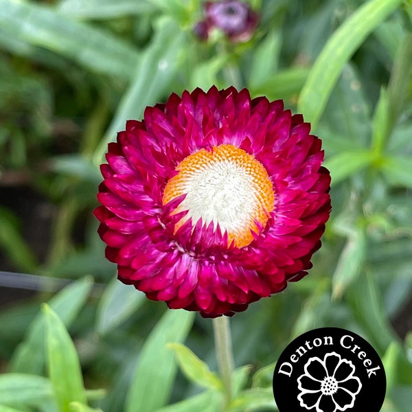 PURPLE RED Strawflower 50 SEEDS Helichrysum Bracteatum