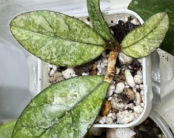 Hoya Crassipetiolata Splash Round Form | Rooted Rare Hoya | Exact Plant