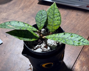 Hoya Callistophylla 'black Cat': Buntok Forest Collector Hoya