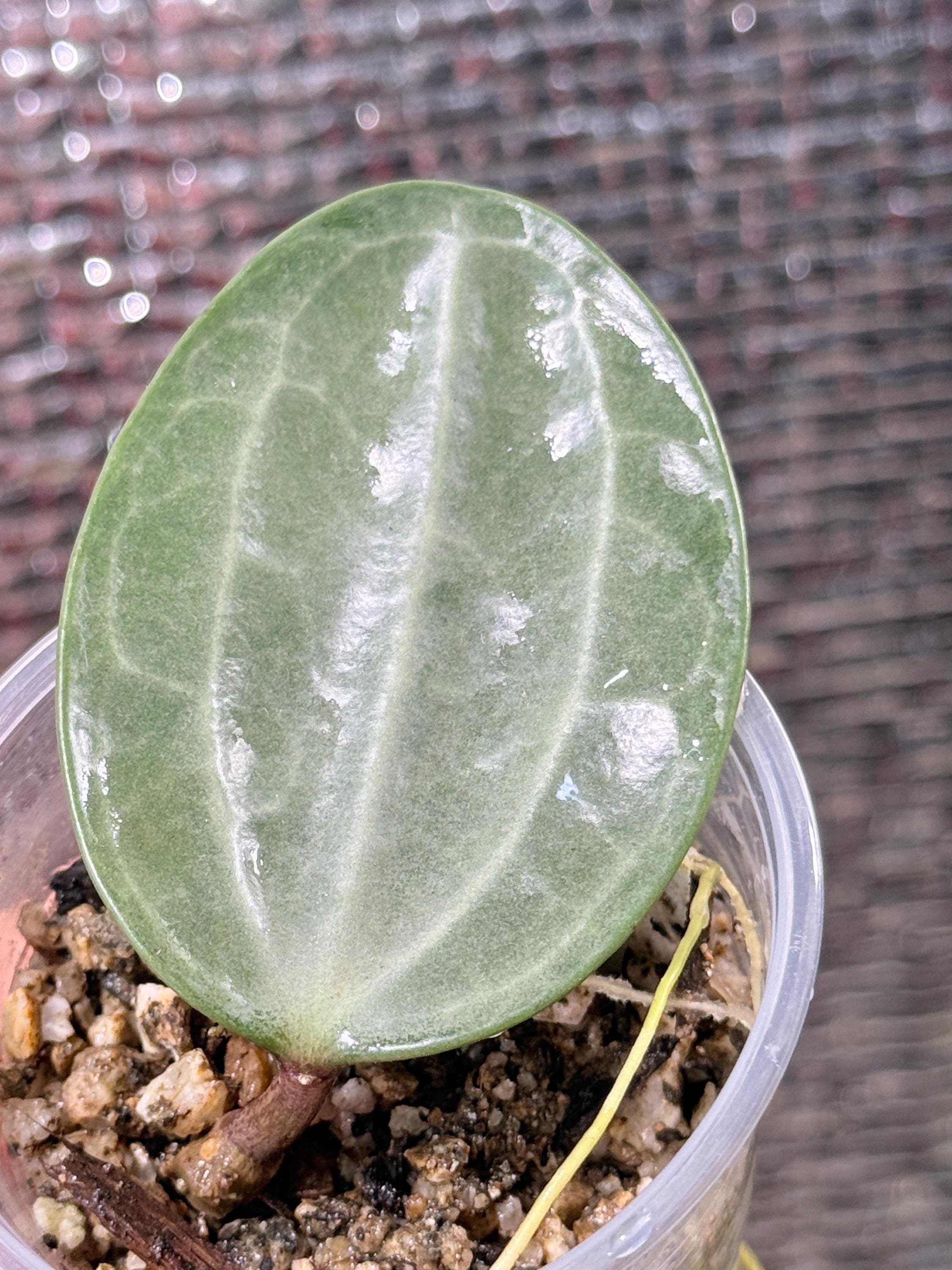 Hoya Latifolia Silver - Etsy