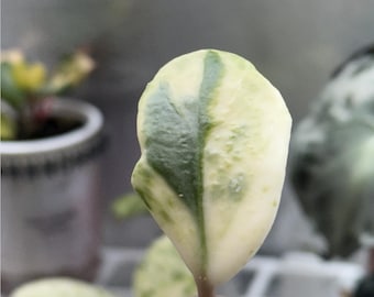 Hoya Madara ‘Snow Angel’ UNICORNIO / De Kunzo, Japón / Hoya variegada rara / Planta exacta