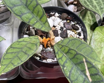 Hoya Black Cat | Rooted Rare Hoya | Exact Plant | Collector Houseplant