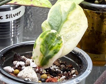 Hoya Madara Snow Angel Unrooted Cutting - 1 Node, 2 Leaves