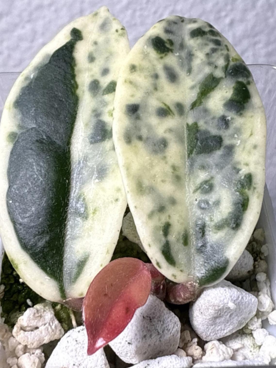 ホヤ マダラ angel il_fullxfull.7139286984_k8pq.jpg