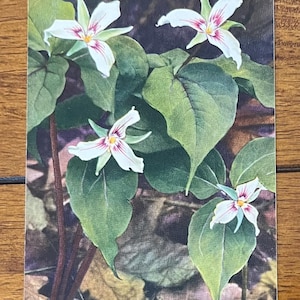 May include: A botanical illustration of Trillium flowers. The image features white flowers with pink and yellow accents, surrounded by green leaves. The background is a mix of brown and green.