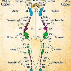 Dentista Canino Dental Chart Poster Home Decor Wall Decor