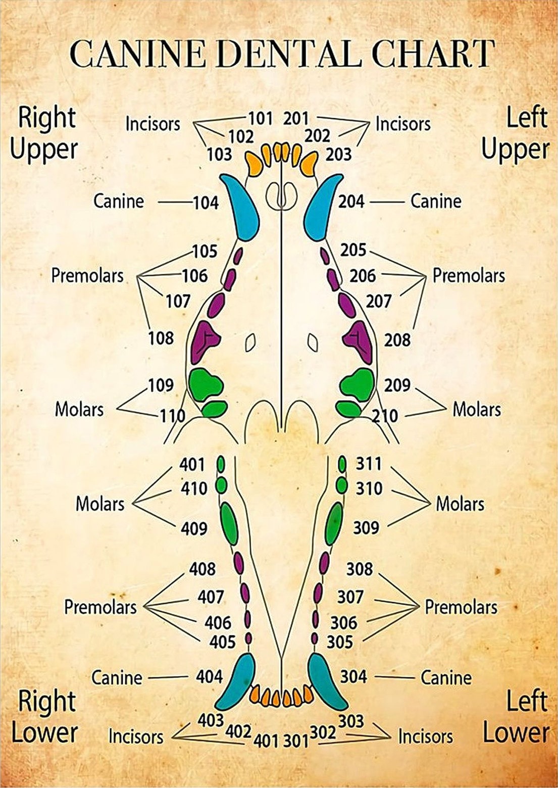 animal dental poster