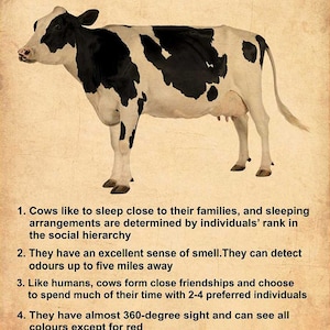Vintage Dairy Cow Fun Fact, 5 Fun Facts About Cow, Cows Like Sleep Close To Their Families And Sleeping Arrangements Poster Home Decor