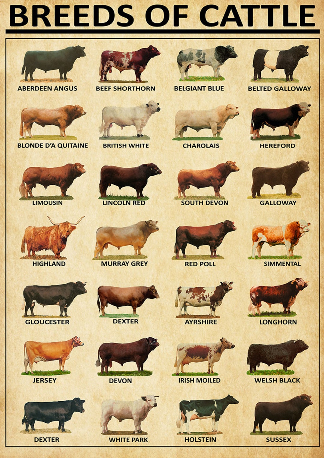 Cow Breeds, Breeds of Beef Cattle Vintage Home Decor Wall Decor - Etsy