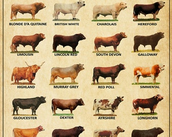 Cow Breeds, Breeds of beef cattle Vintage Home Decor Wall Decor