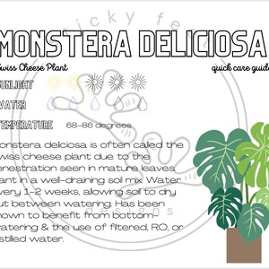 Monstera deliciosa Quick care guide
