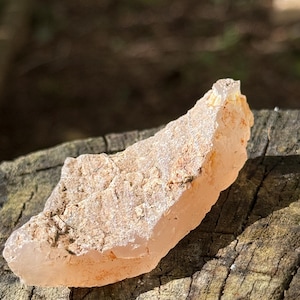 Agate Limb Cast from Central Oregon