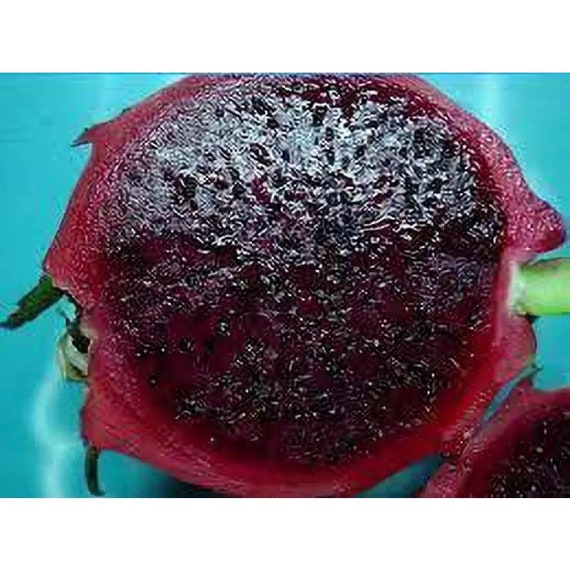 ULTRA RARE Black Afrikanis Dragon Fruit Cutting free Etsy