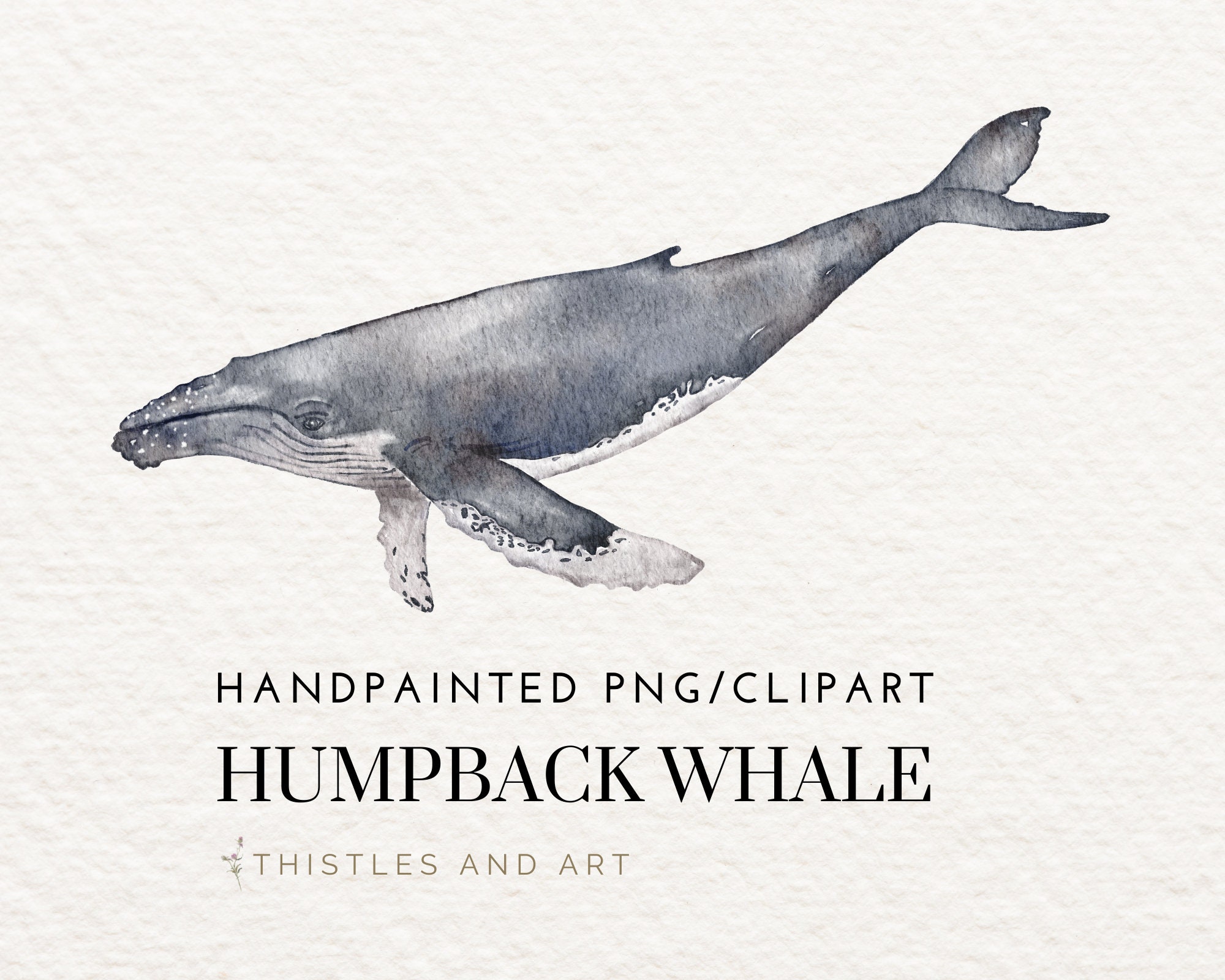 Watercolor Clipart Humpback Whale Commercial Use Available Etsy 日本