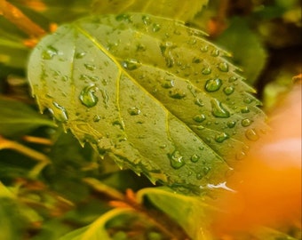 Foto, naturaleza, maravilloso, fondos de pantalla, de la naturaleza, PC, decoraciones, árboles, gratis, calidad