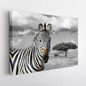 Zebra Canvas Print, Zebra Wall Art, Zebra Print, Animals Canvas Art