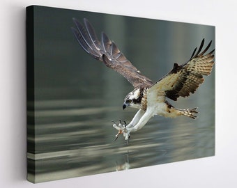 Osprey Canvas Print, Birds Wall Art, Sea Hawk Canvas Art