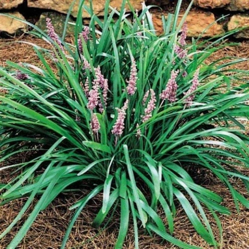 Emerald Goddess Liriope Muscari Live Plants Drought Etsy