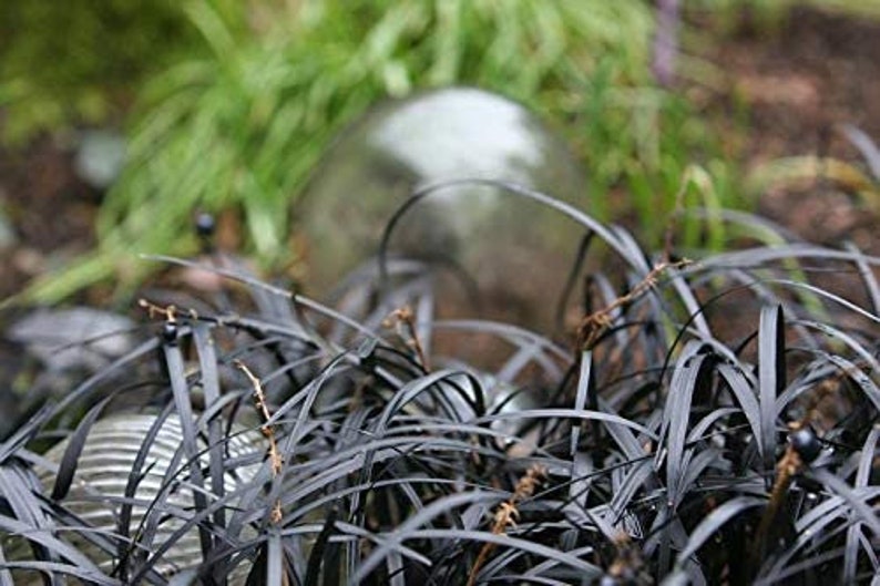 Black Mondo Grass Plugs Ophiopogon Japonicus Nigrescens Etsy
