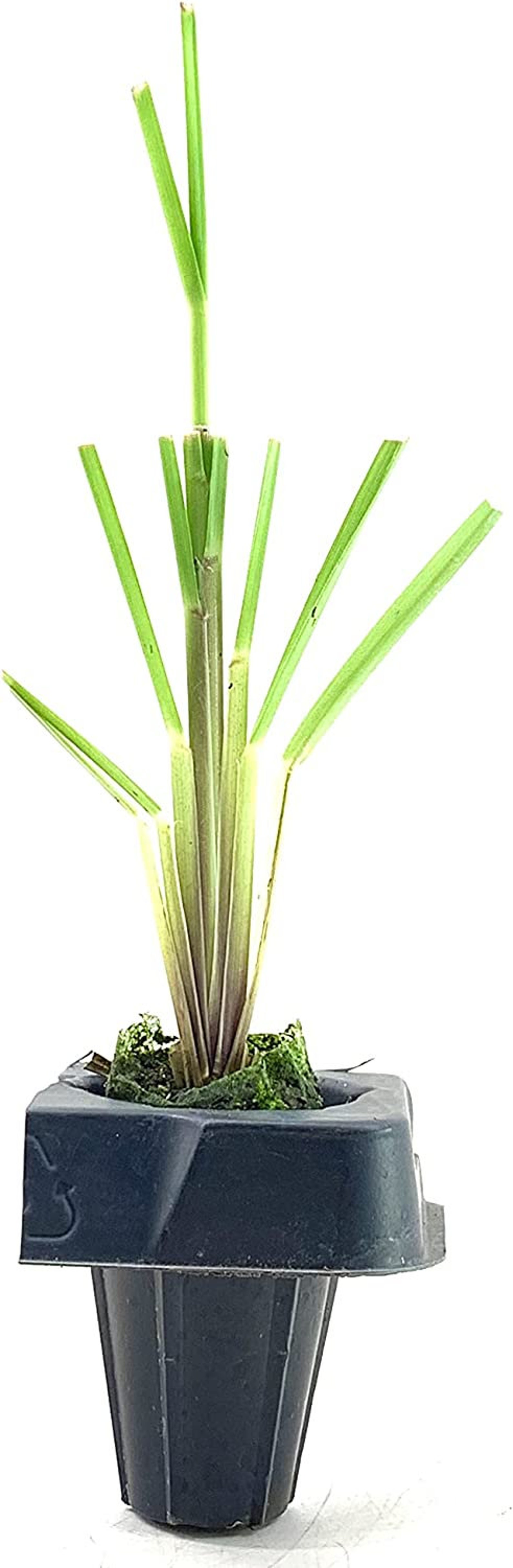 Pampas Grass Blue Bayou Live Plants Cortaderia Selloana Etsy