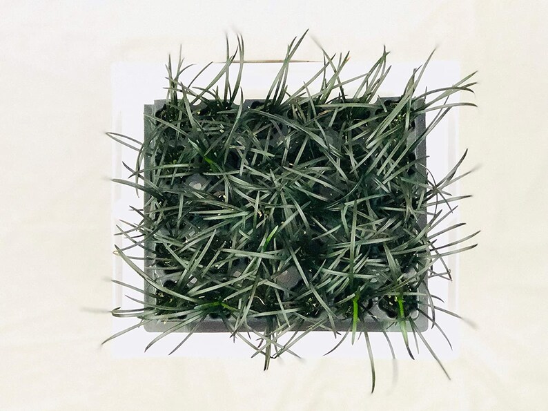 Black Mondo Grass Plugs Ophiopogon Japonicus Nigrescens Etsy