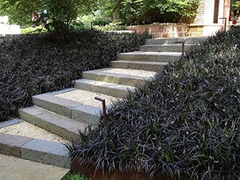 Black Mondo Grass Plugs Ophiopogon Japonicus Nigrescens Etsy