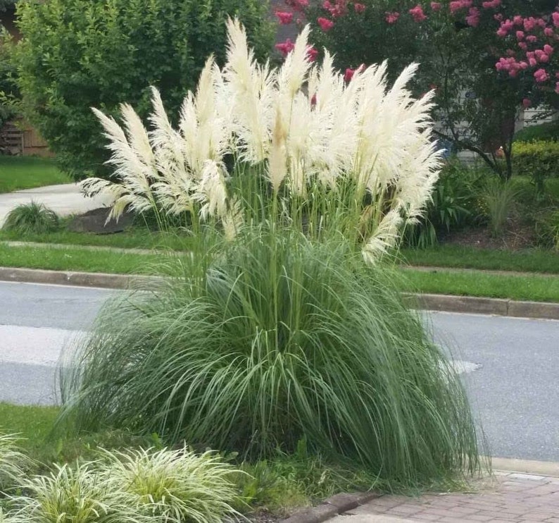 Pampas Grass Blue Bayou Live Plants Cortaderia Selloana Etsy