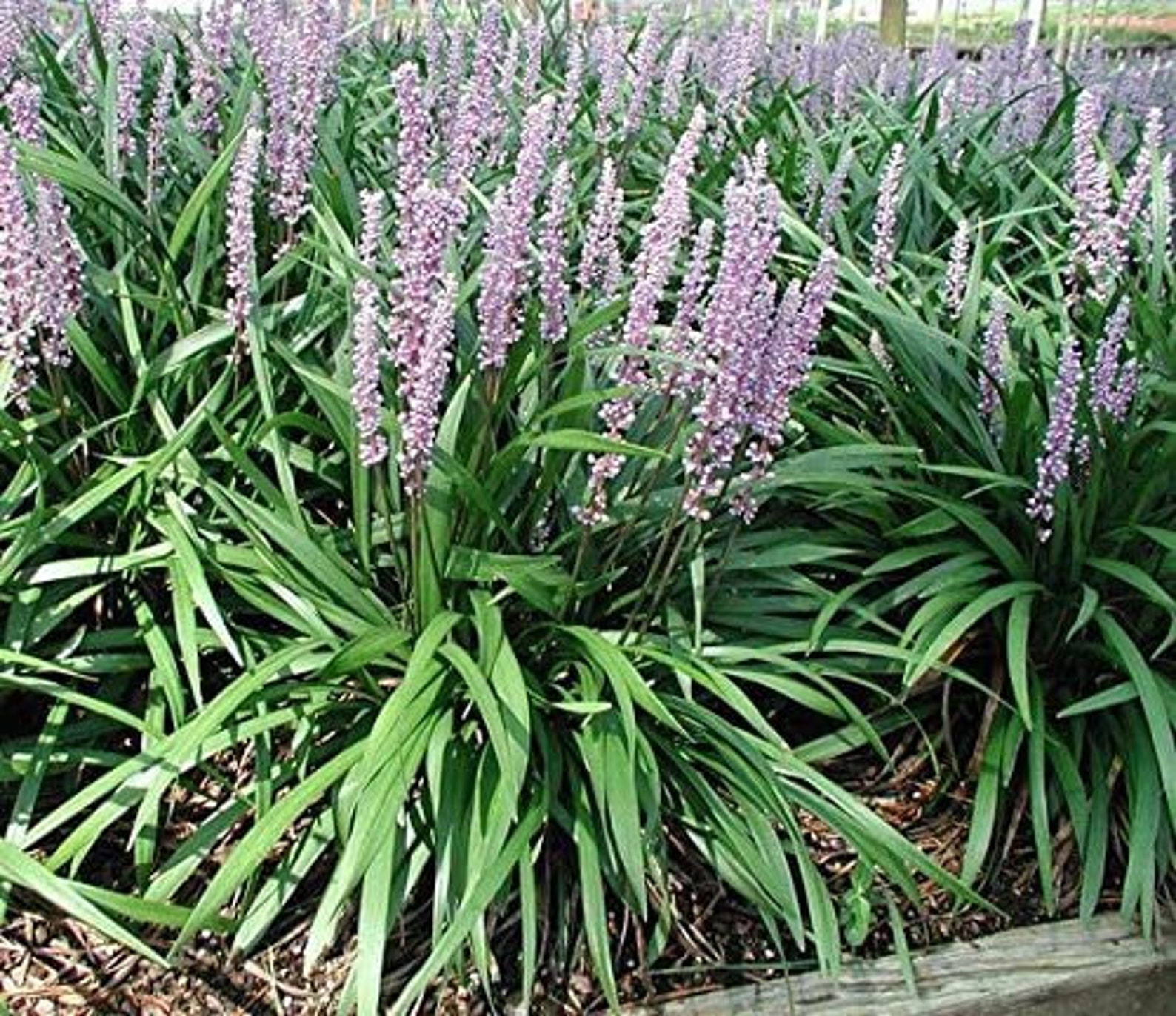 Liriope Emerald Goddess Muscari Large Gallon Size Plants Etsy