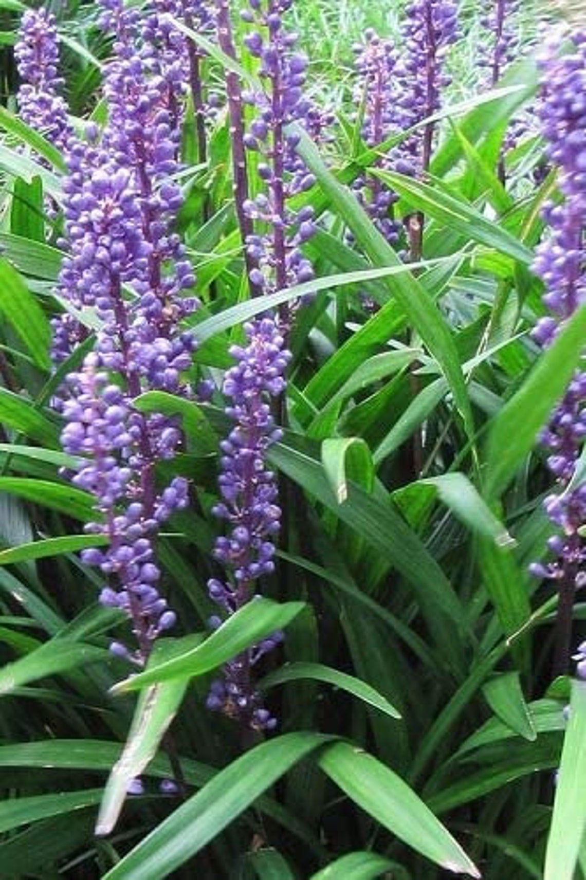 Liriope Emerald Goddess Muscari Large Gallon Size Plants Etsy