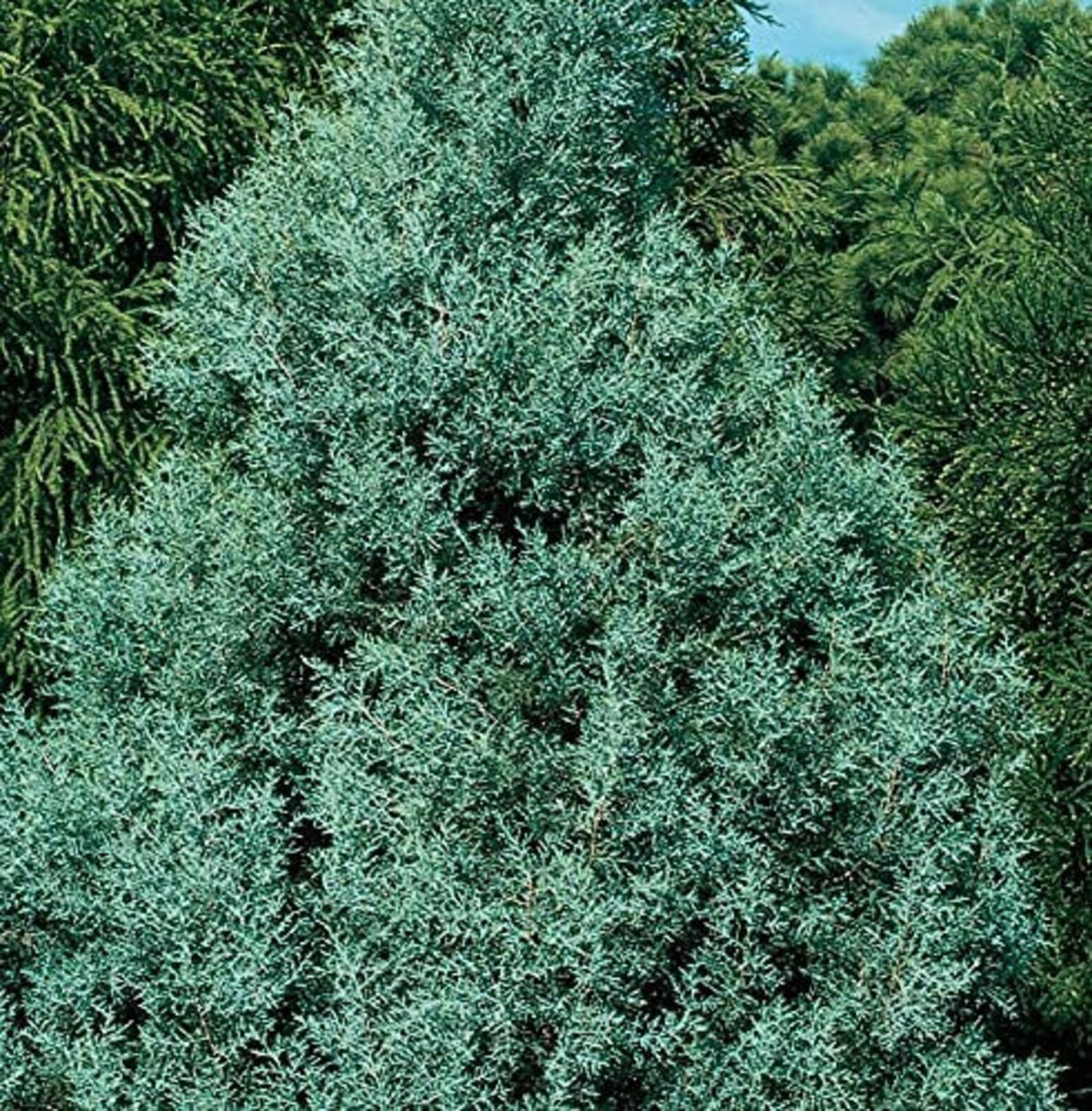 Carolina Sapphire Cypress Tree Extra Large 3 Gallon Trees Etsy