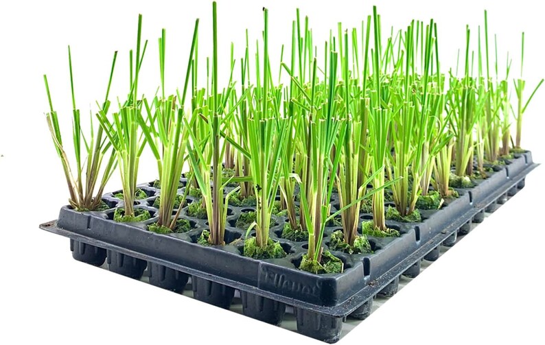 Pampas Grass Blue Bayou Live Plants Cortaderia Selloana Etsy