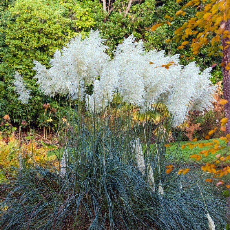 Pampas Grass Blue Bayou Live Plants Cortaderia Selloana Etsy