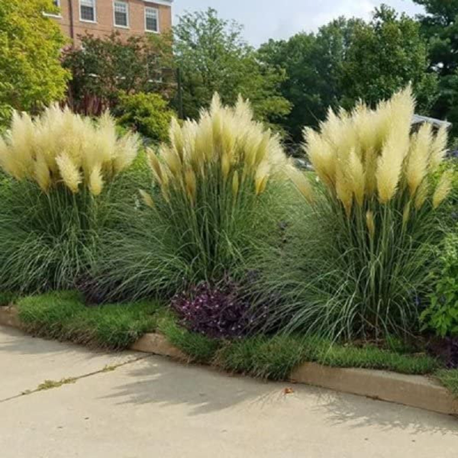 Pampas Grass Blue Bayou Live Plants Cortaderia Selloana Etsy