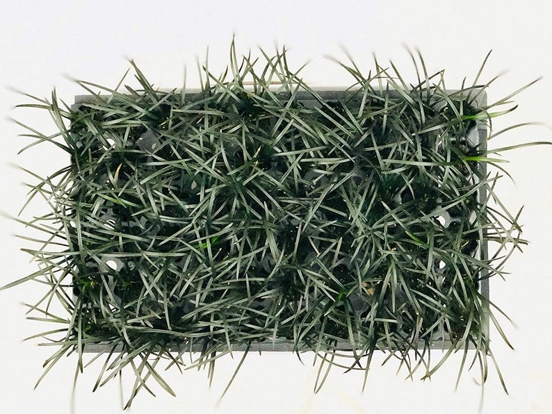 Black Mondo Grass Plugs Ophiopogon Japonicus Nigrescens Etsy