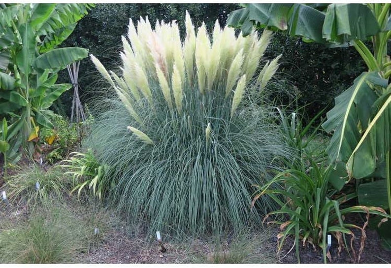 Pampas Grass Blue Bayou Live Plants Cortaderia Selloana Etsy