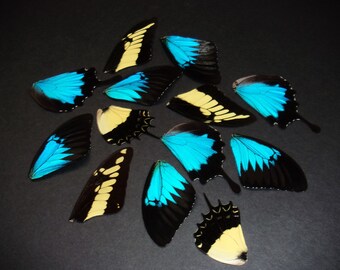 Jar of Butterfly Wings, Queen Swallowtail and Blue Swallowtail