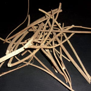 Devil's Shoestring Root, Protection Spells, Hoodoo Supplies, Witchcraft Altar Tools