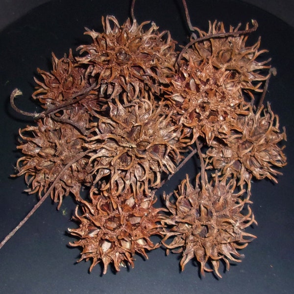 Witch's Burr, Sweet Gum Balls, Hoodoo Supplies, Witchcraft Tools, Occult Rituals, Spirituality, Curiosities, Spells, Altar Tools