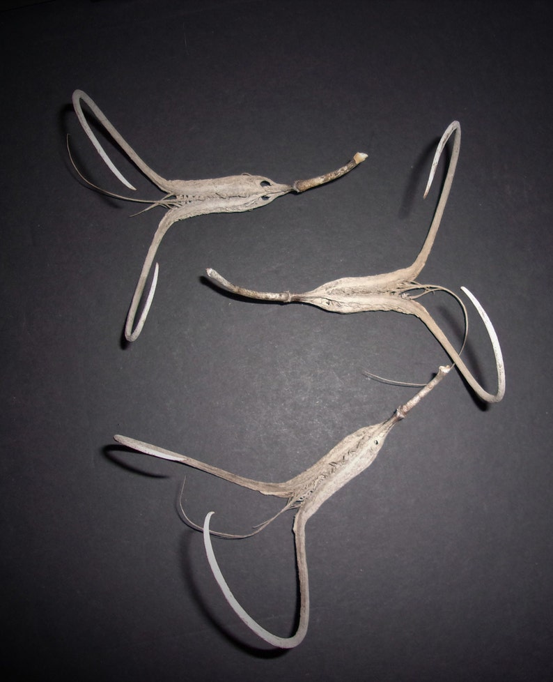 Devil's Claw Seed Pods Unicorn Plant Devil's Horn Etsy Australia