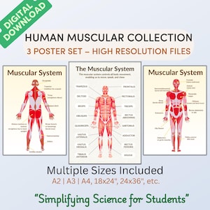 Human Muscular System Poster Set | Muscle Anatomy Chart & Diagram | Printable Muscular Anatomy Wall Art – Digital Download