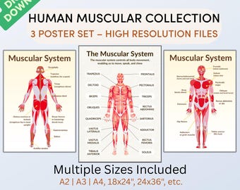 Human Muscular System Anatomy Poster Set: Educational Charts (Digital Download)