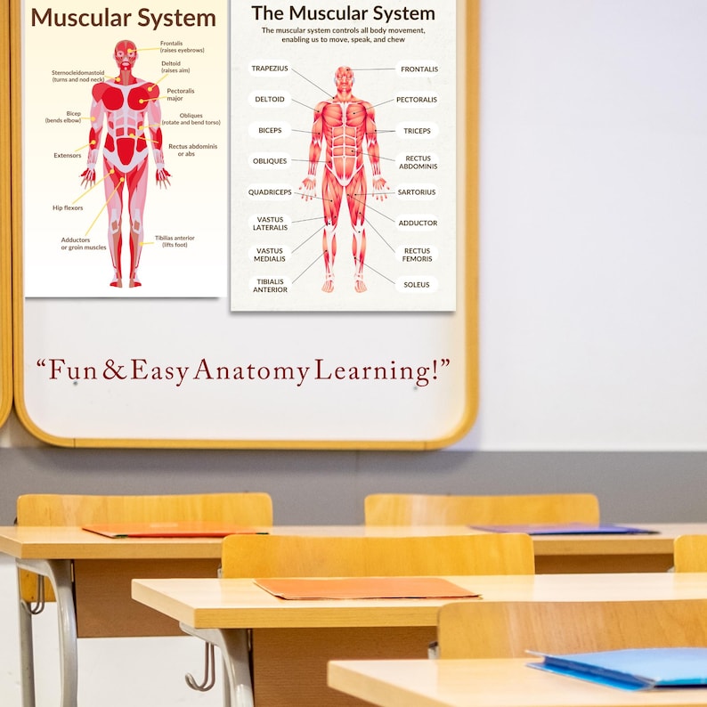 Human Muscular System Anatomy Poster Set: Educational Charts (digital ...
