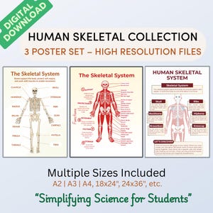 May include: A collection of three educational posters illustrating the human skeletal system. The posters display detailed anatomical diagrams in red and white, with labels and text. Includes the text "Digital Download" and "Simplifying Science for Students".