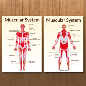 Human Muscular System Anatomy Poster Set: Educational Charts (digital ...