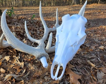 Crâne européen en bois d'élan