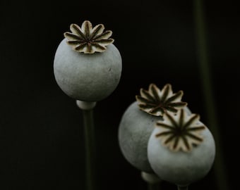 2025 ! Fresh Blue Poppy Seeds For Tea / 200g Fresh & Organic Blue Poppy Seeds - Handmade - From an Organic Farm  Tea Seeds / Herbs