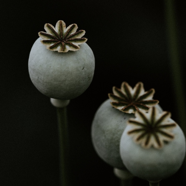 Blue Poppy Seeds For Tea / 450g Fresh & Organic Blue Poppy Seeds - Handmade - From an Organic Farm - Organic Blue Poppy Tea Seeds / Herbs