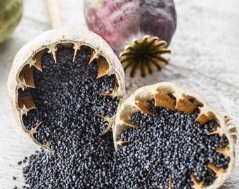 BLUE POPPY SEEDS 1oz - 4lbs Organic / Handmade / Fresh Blue Poppy Seeds Disponible en - Organic Bule Poppy Seeds / Papaver Somniferum