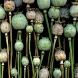25000pc FRESH Blue POPPY SEEDS / Amapola azul fresca de alta calidad - Para principiantes y profesionales - ¡Brotes en 3 días! En el jardín, En macetas